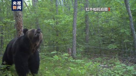 小兴安岭首次找到东北虎吃熊证据，惊呆了！