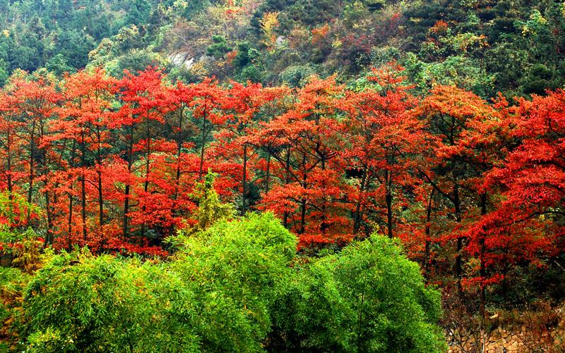 新县景点-连康山国家自然保护区 第1张