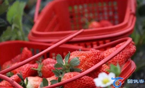 息烽县草莓种植地有哪些 第1张